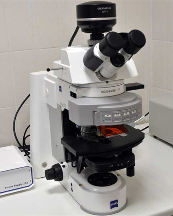 Multiphoton-Microscopy