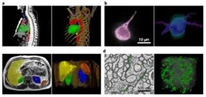 biomedical-imaging